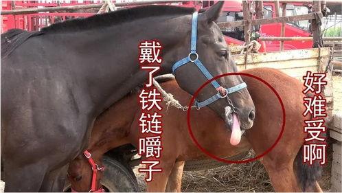 最新爆料马扁子,揭秘娱乐圈惊人内幕